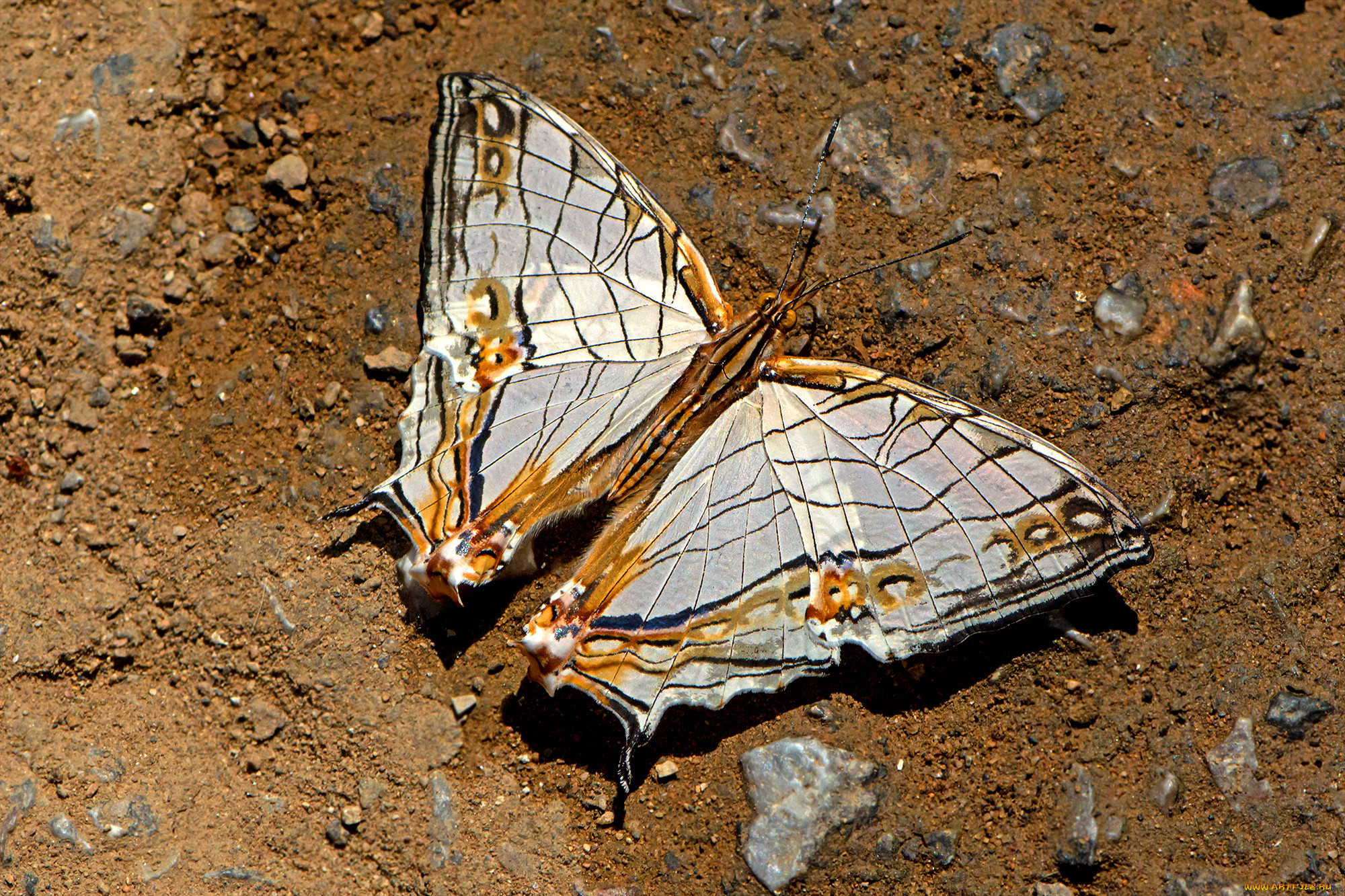 cyrestis thyodamas - common map, , ,  ,  , 